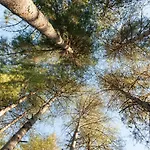 Au Pre De L'arbre