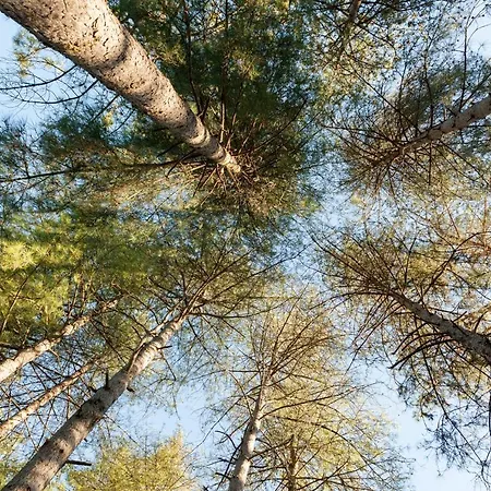 Au Pre De L'arbre